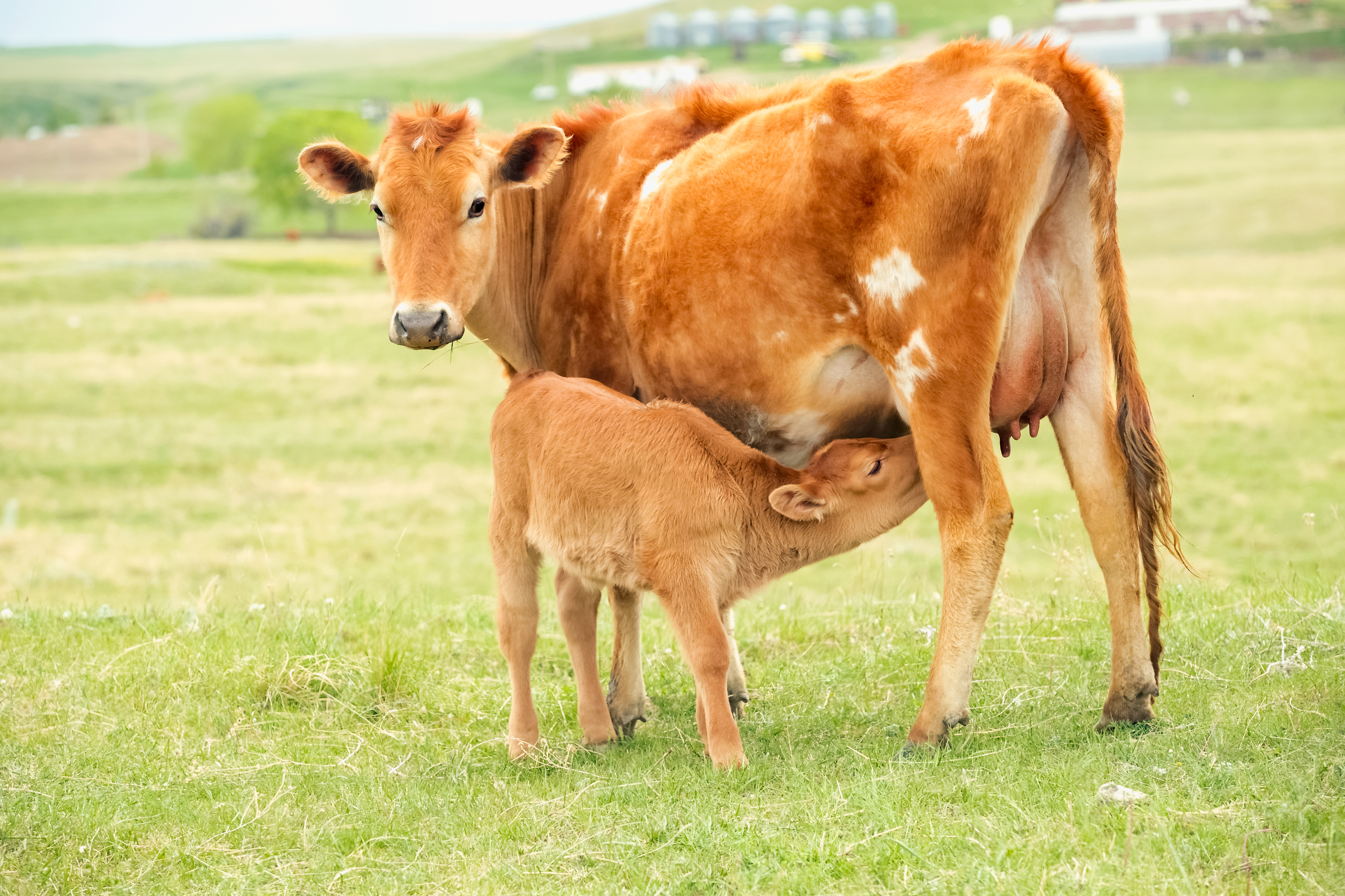 Herd Share