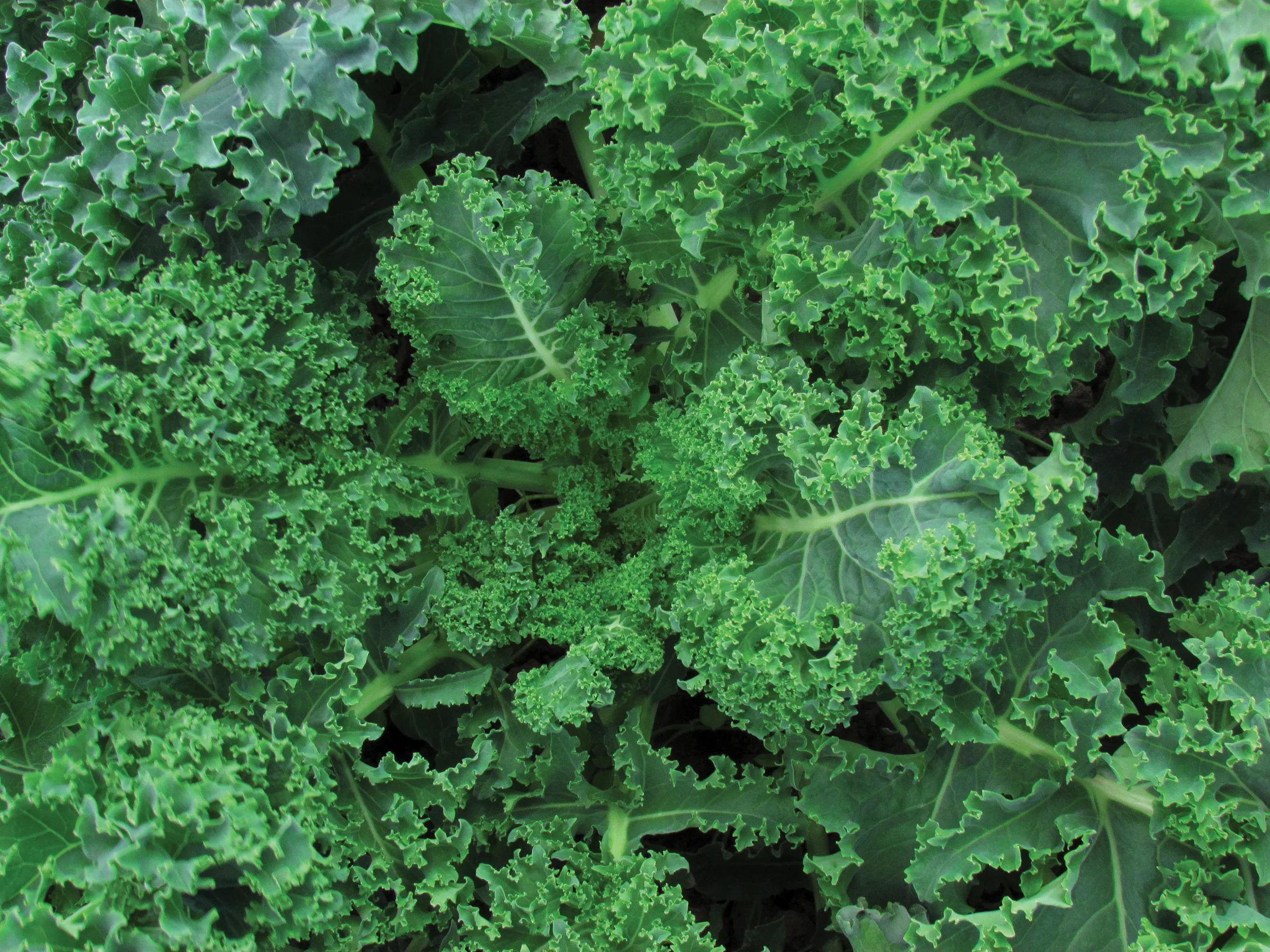 Kale