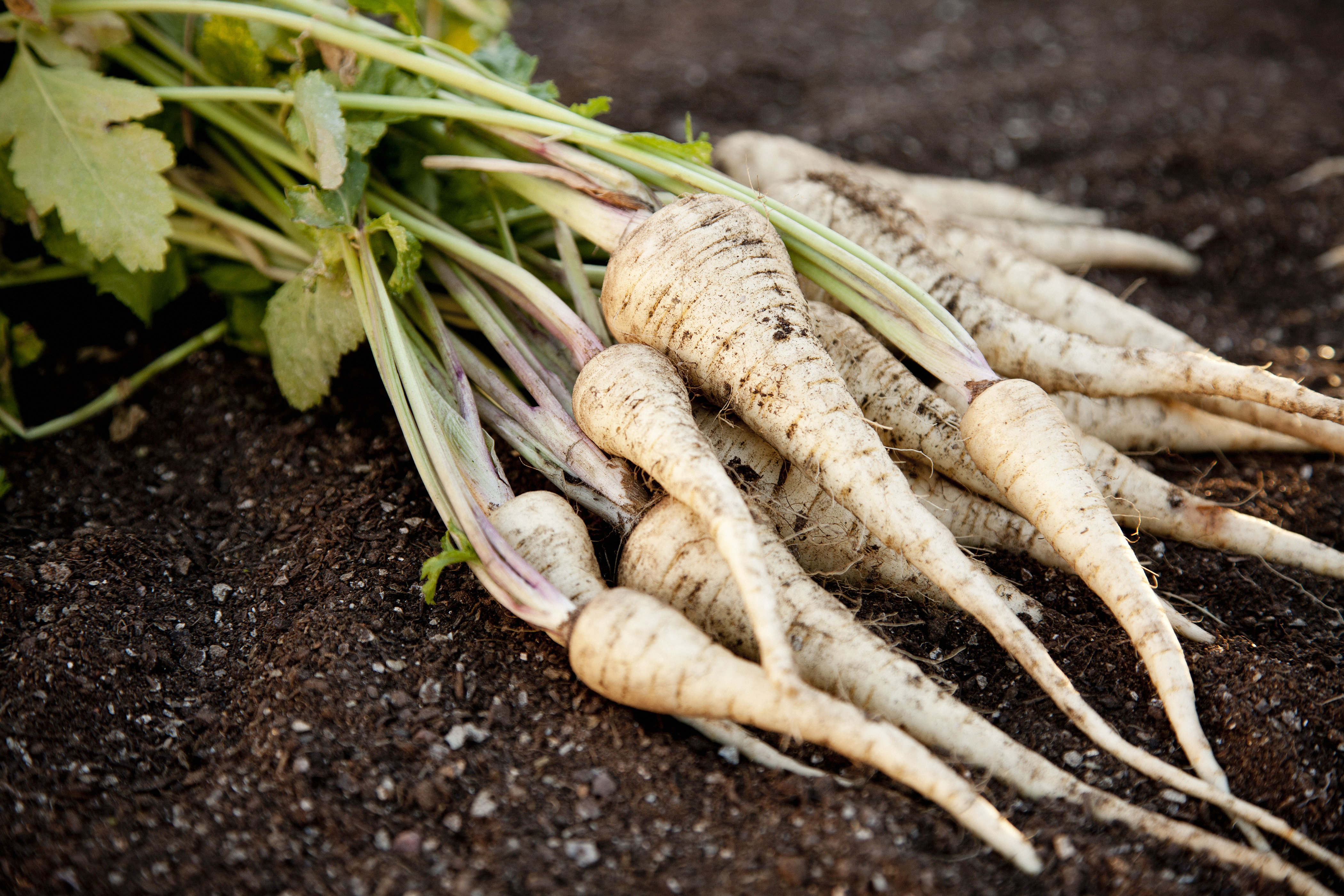 Parsnips