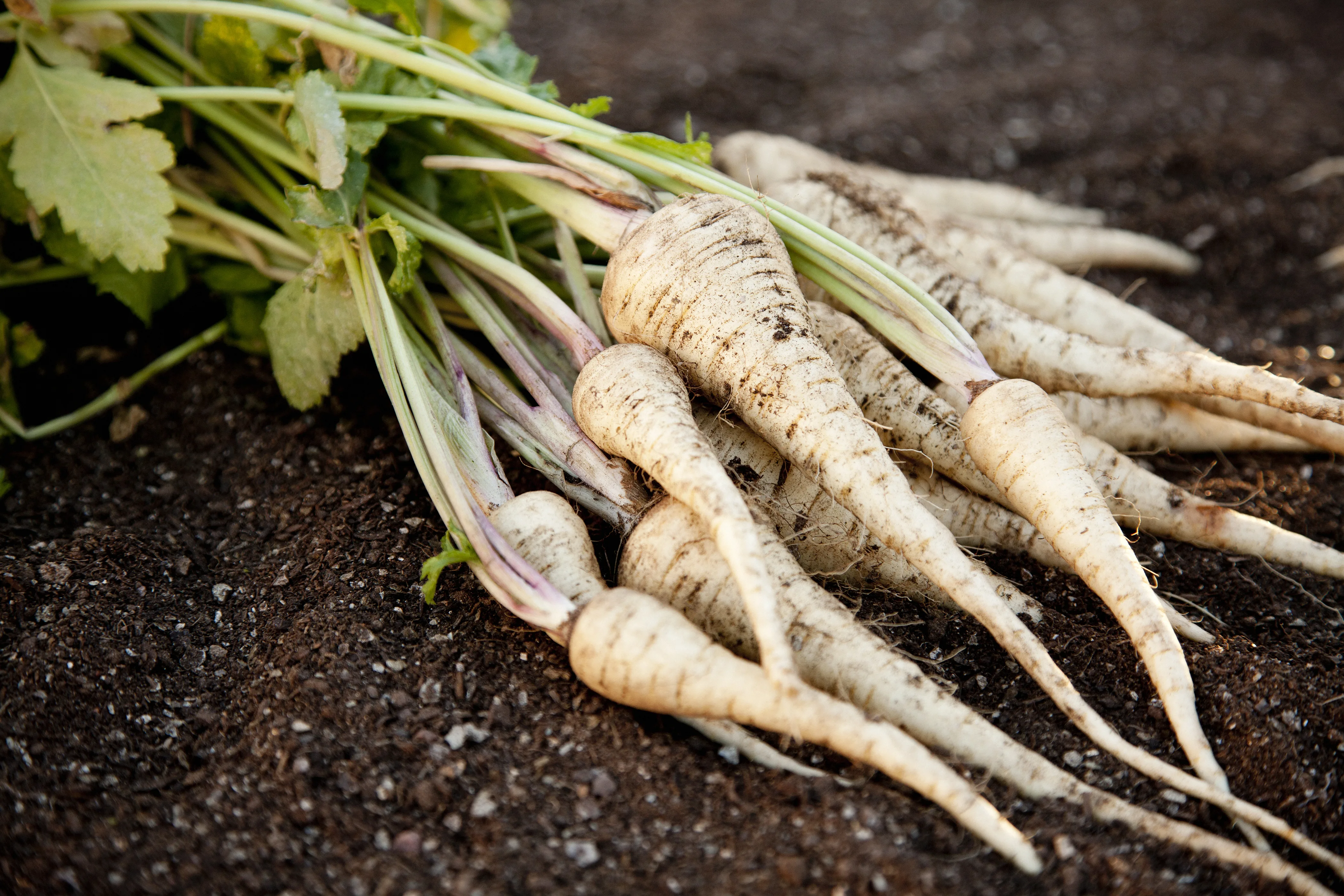 Parsnips