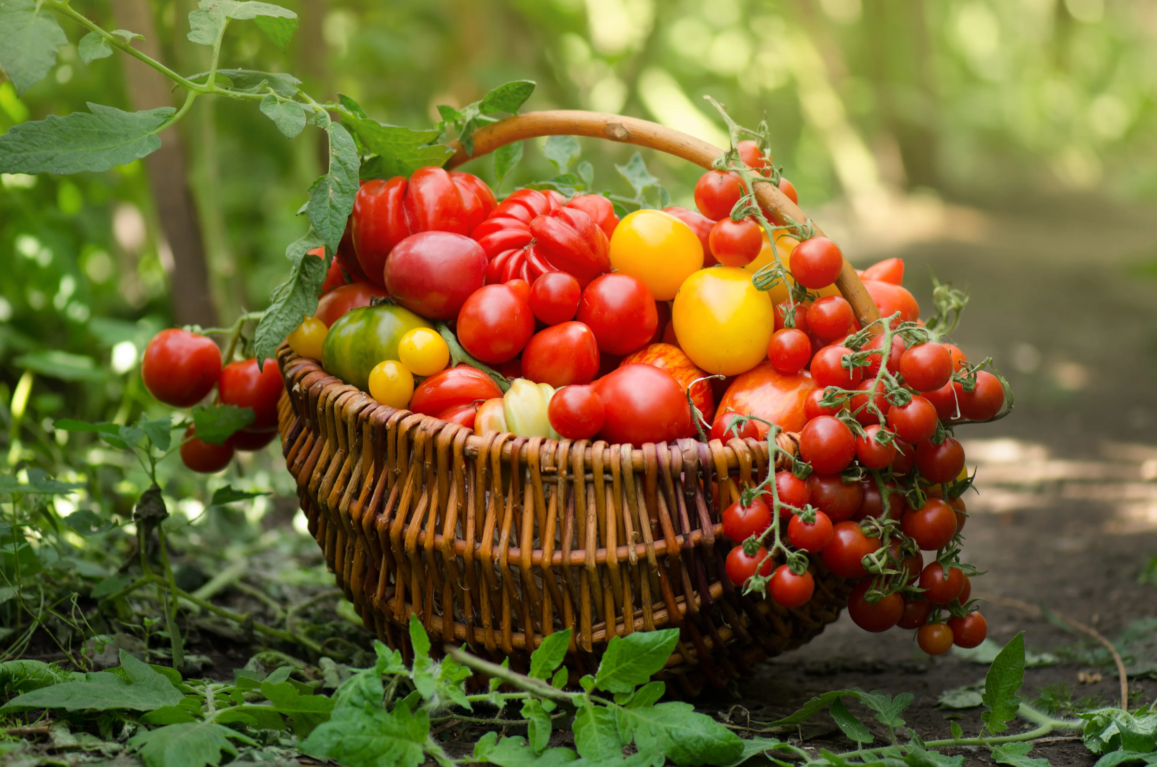 Tomatoes