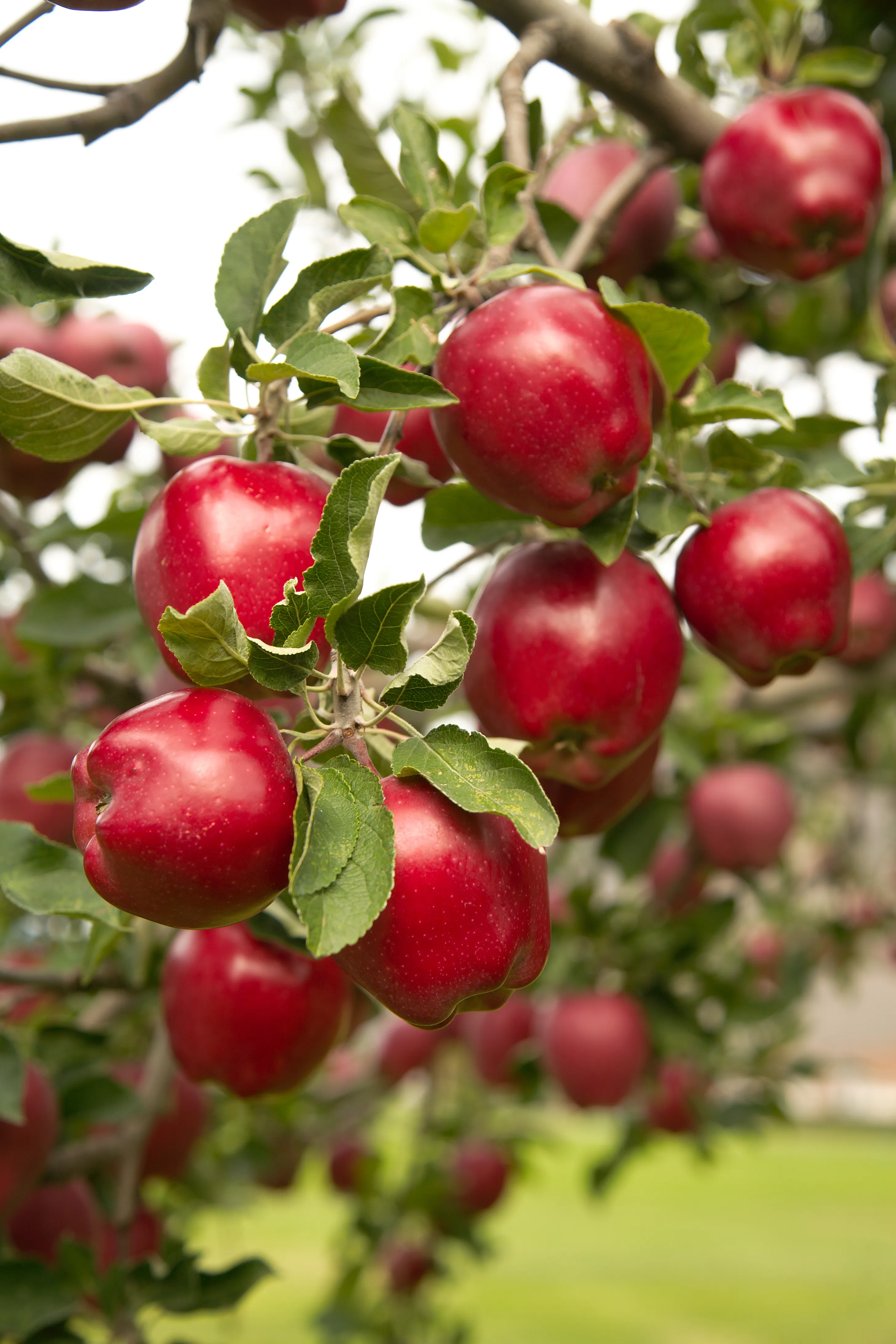 Apples