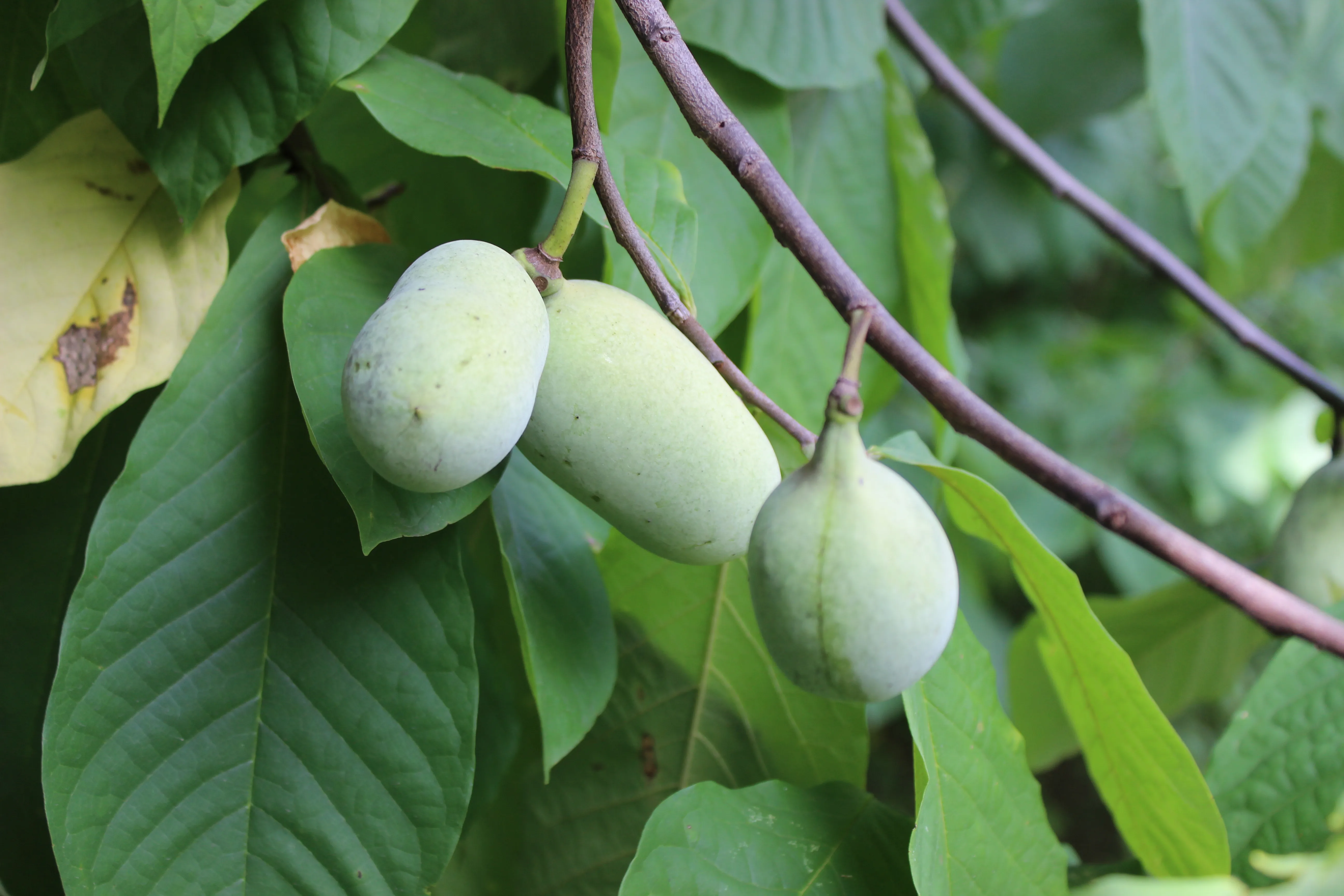 Paw Paw