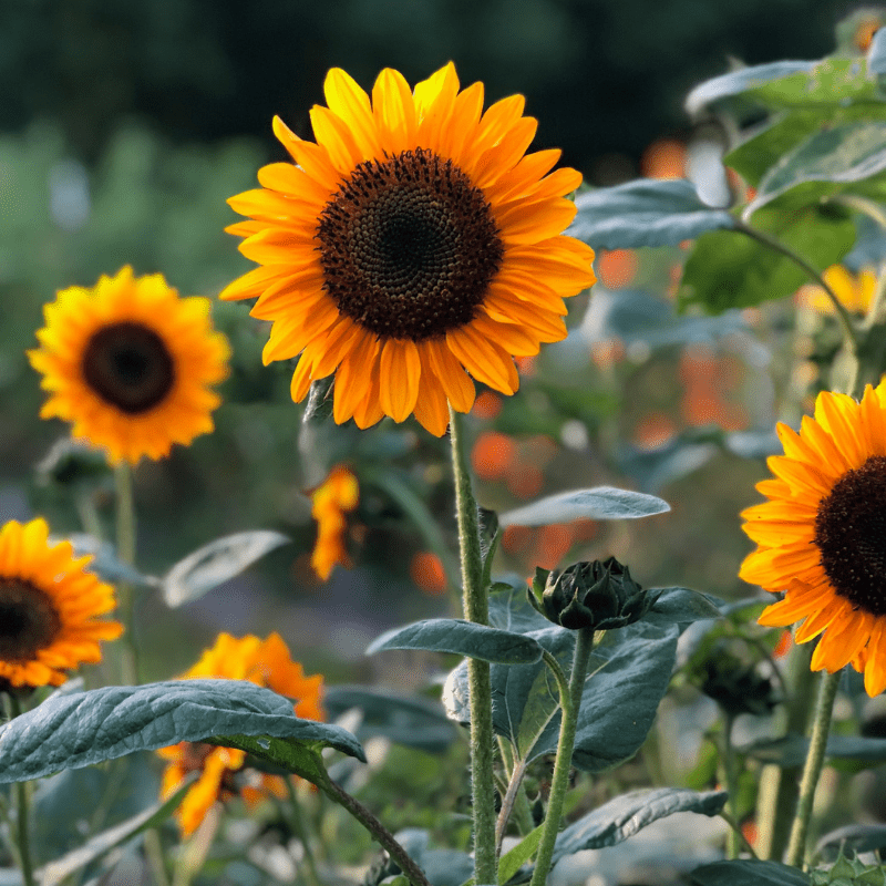 Sunflowers