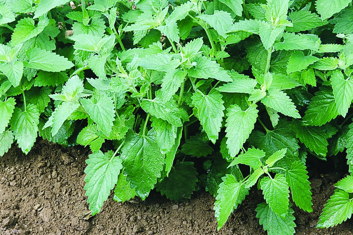 Catnip