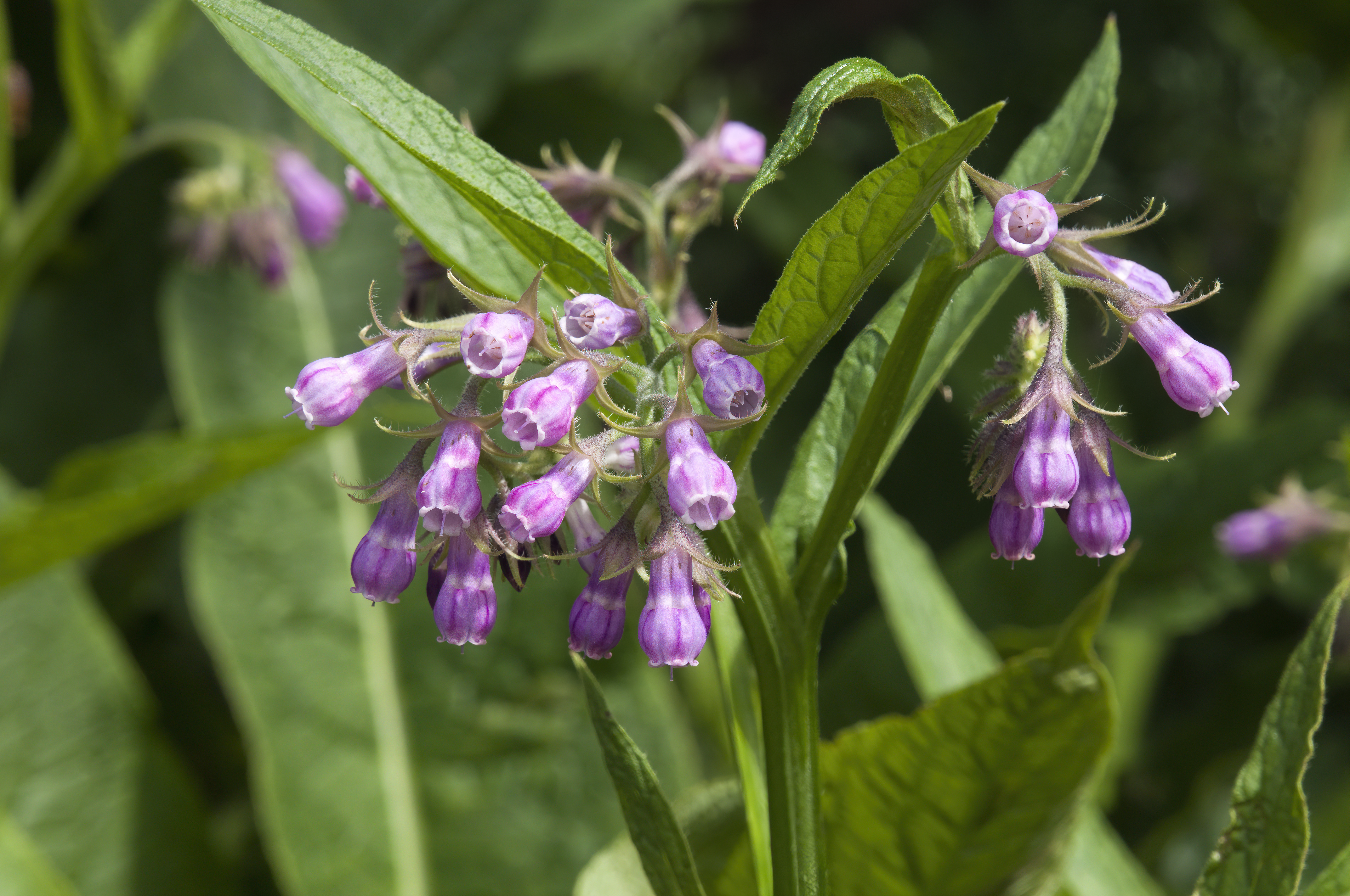 Comfrey