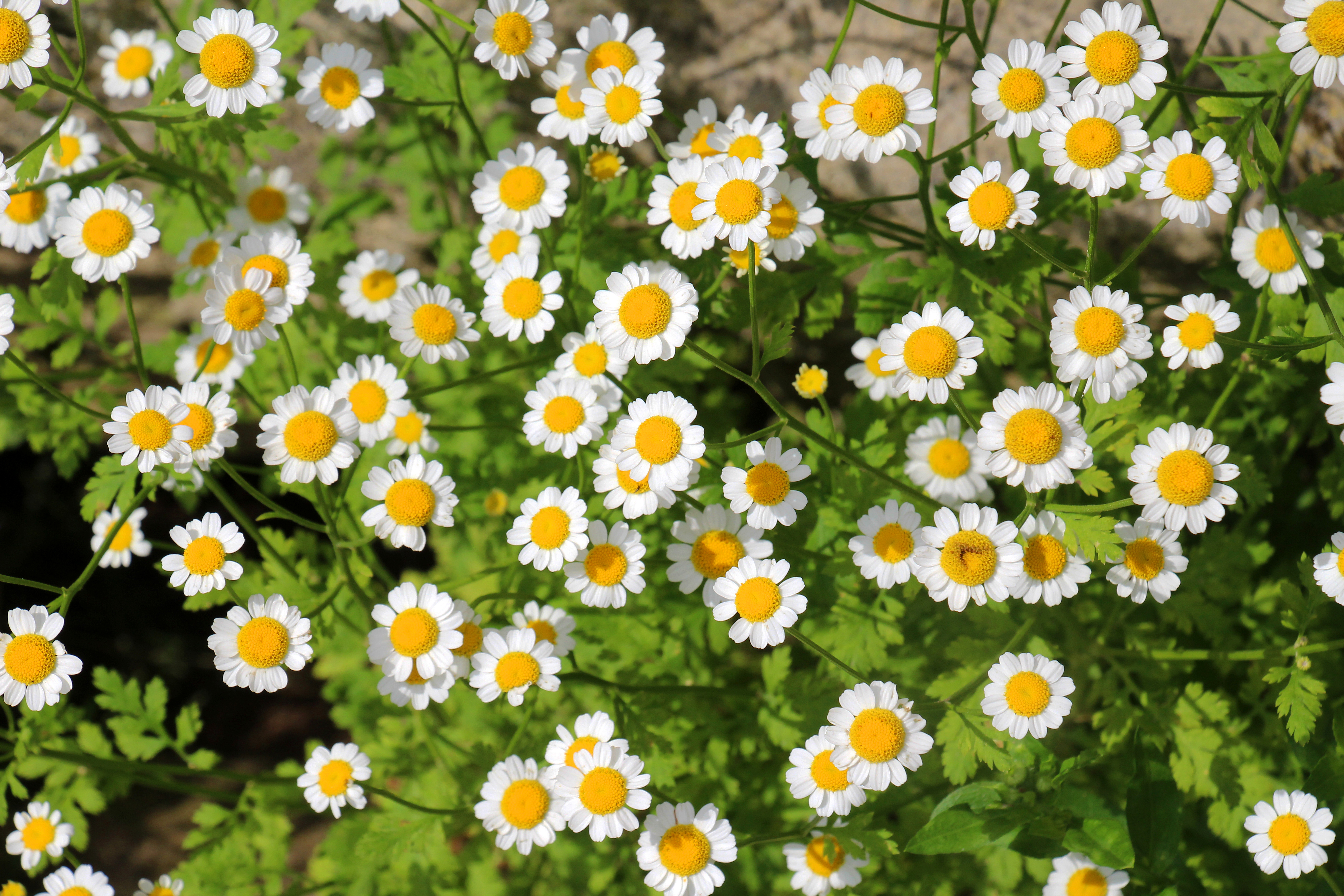 Feverfew