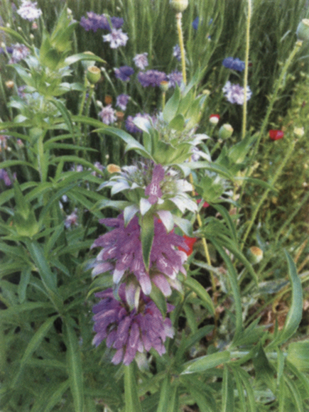 Monarda