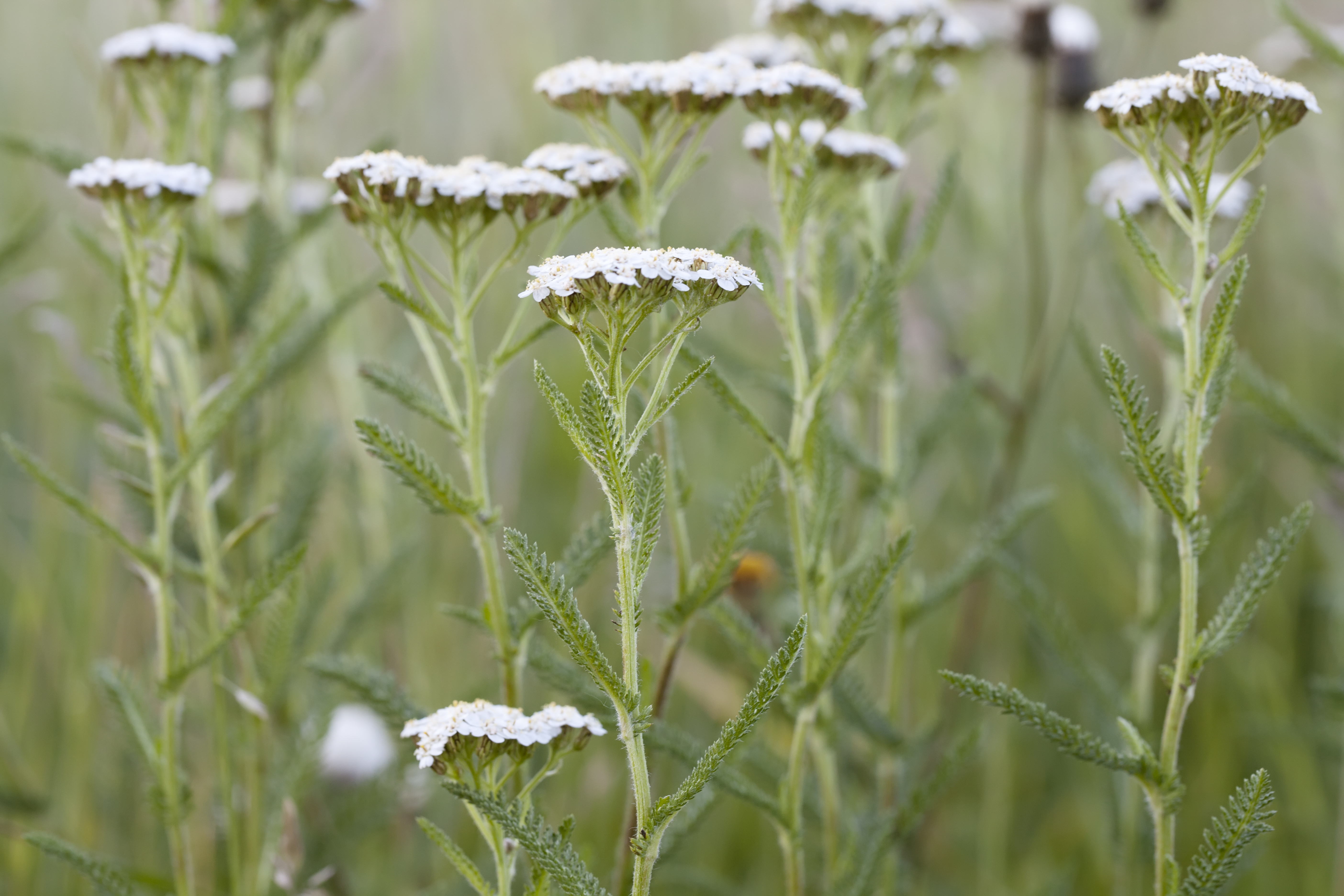 Yarrow