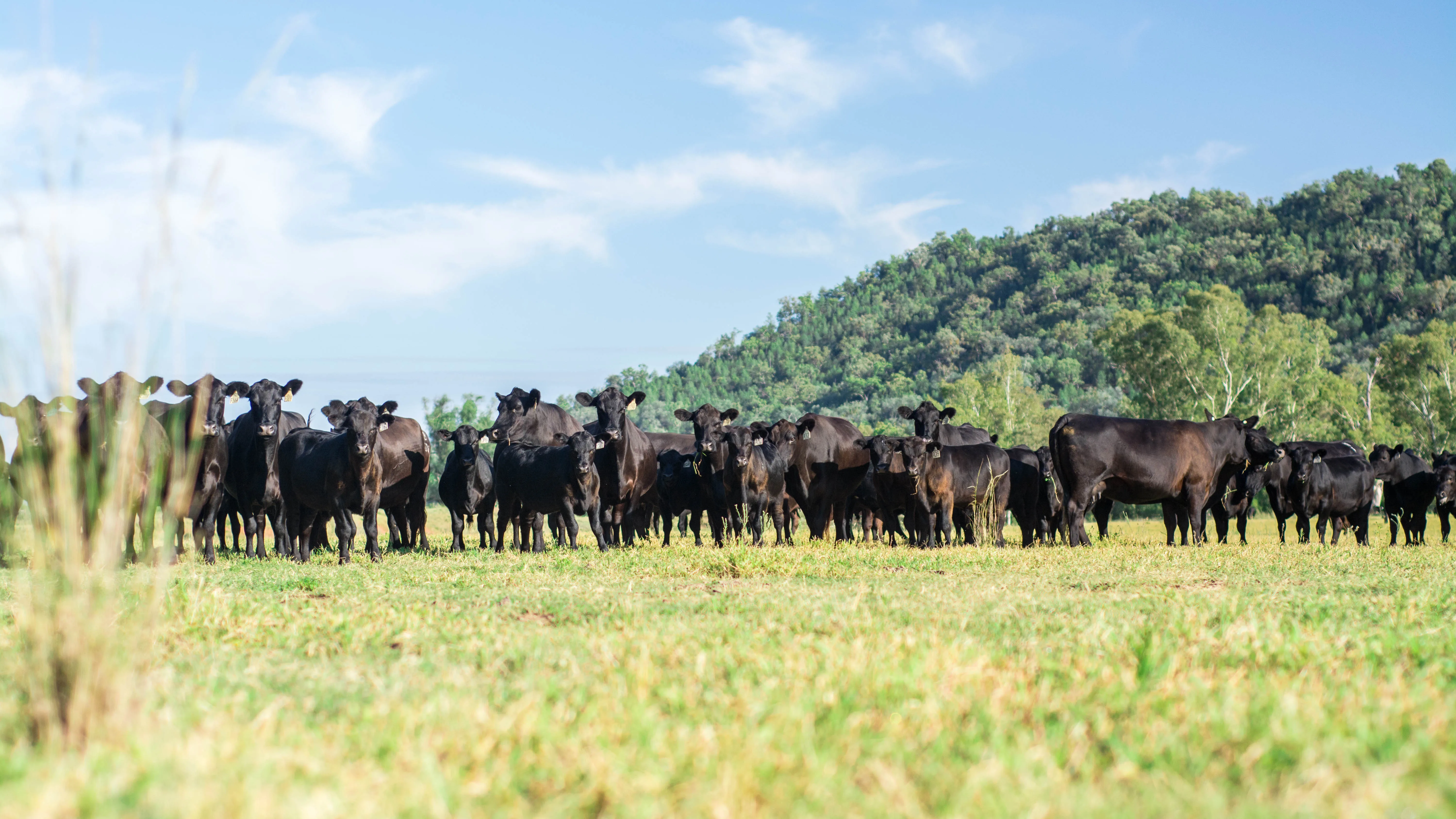 Herd Share