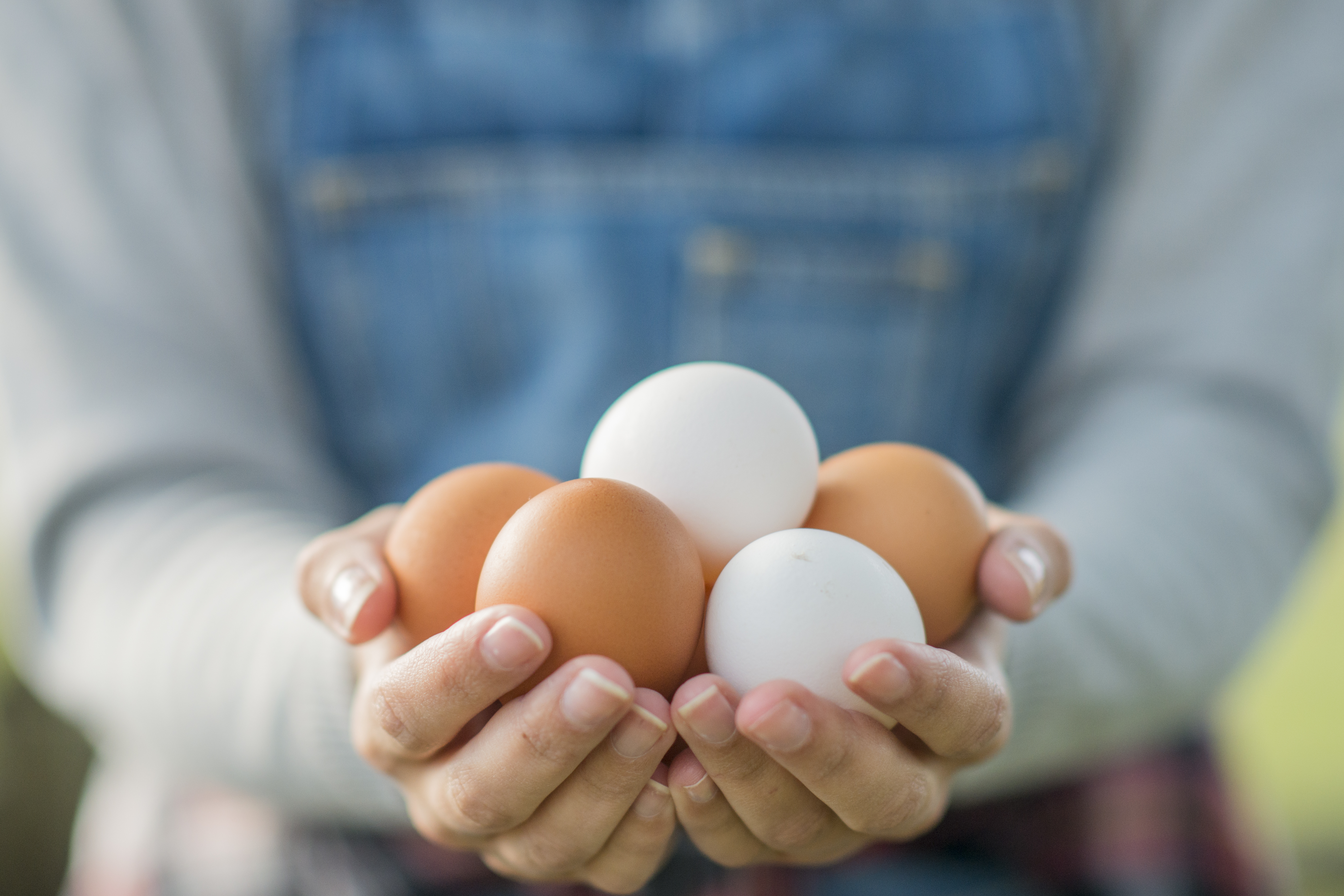 Farm Fresh Eggs