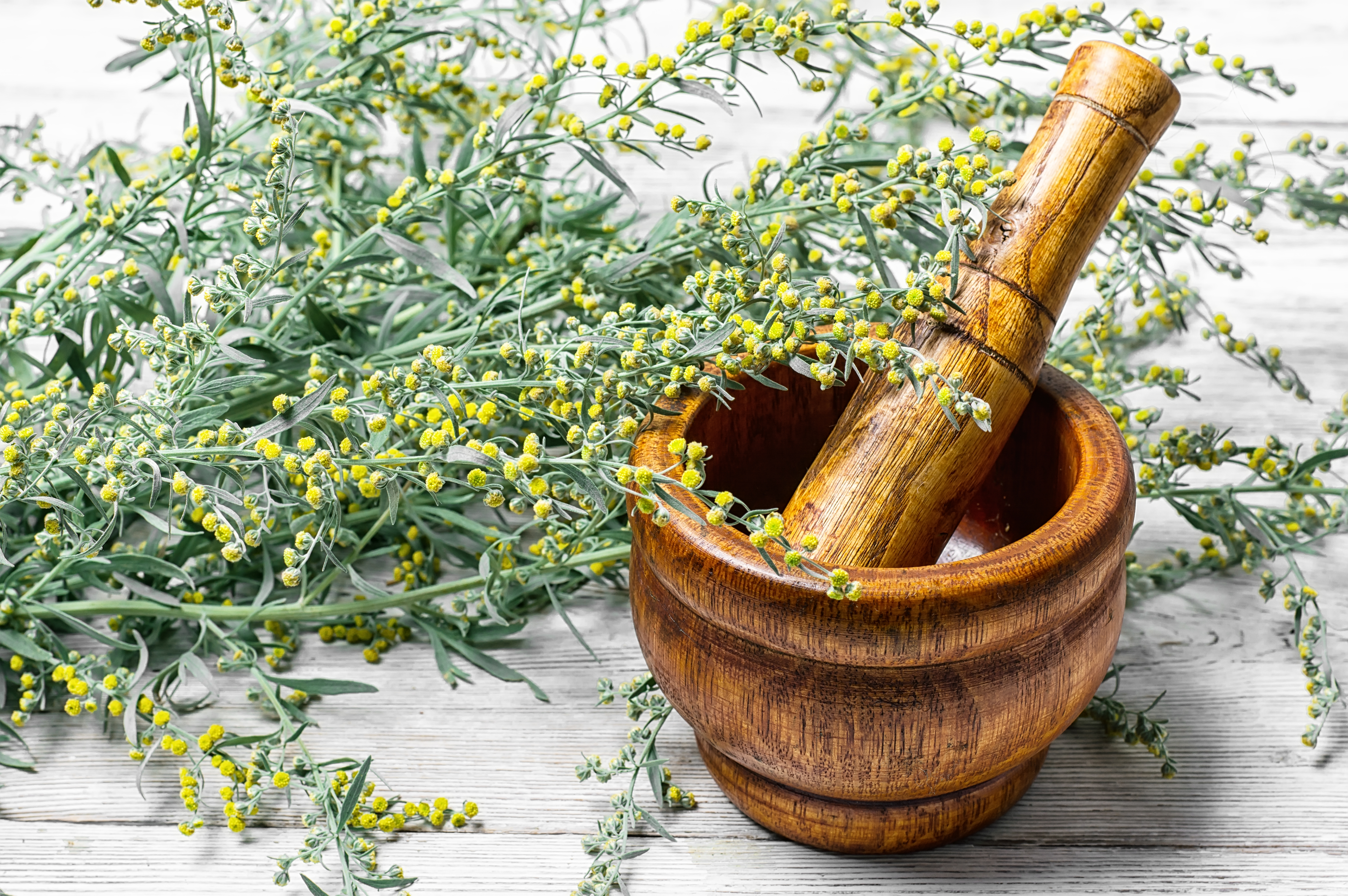 Medicinal Herbs